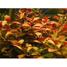 Ludwigia Repens